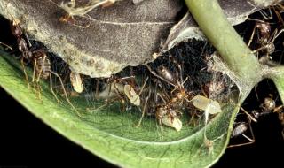 蚂蚁喜欢生活在什么样的环境里